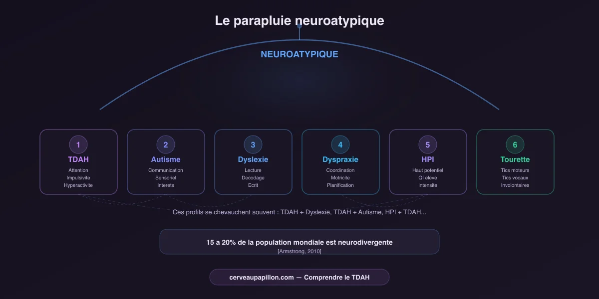 Le parapluie neuroatypique : TDAH, autisme, dyslexie, dyspraxie, HPI et Tourette sous un meme spectre de neurodivergence