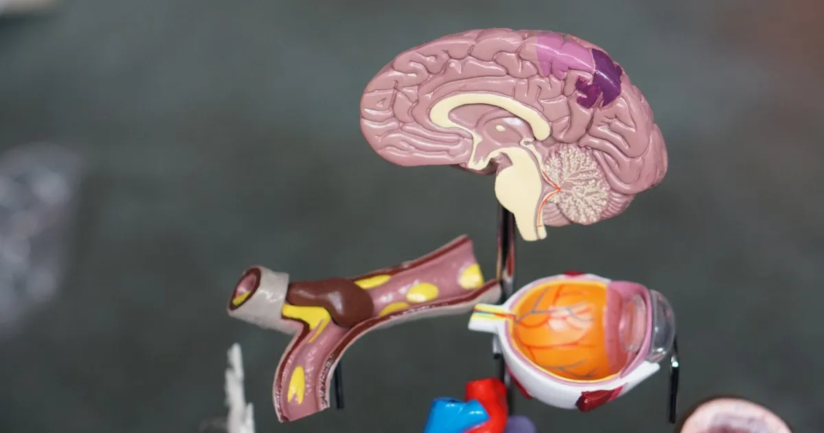 Modele anatomique de cerveau, illustrant le lien entre hormones et neurotransmetteurs dans le TDAH